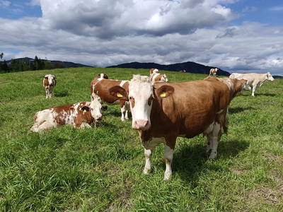 Bild 17 aus  Familienparadies Zeislerhof