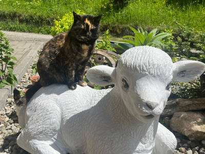 Bild 16 aus  Holzblockhütten am Koflerhof