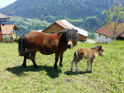 Bild 33 aus  Marteshof