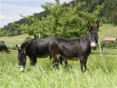Bild 52 aus Wiesenhof Rusch