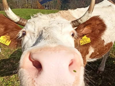 Bild 37 aus  Bauernhof & Erlebnisimkerei Adamk