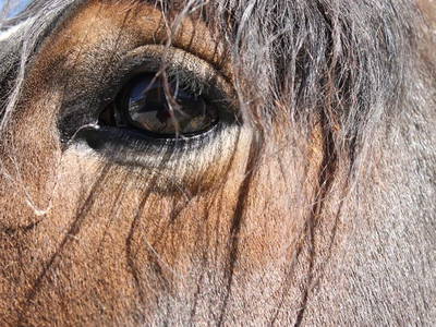 Bild 97 aus  Familienbauernhof mit Märchenkulisse - ZITTRAUERHOF