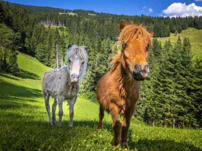 Bild 55 aus  Lienbichl