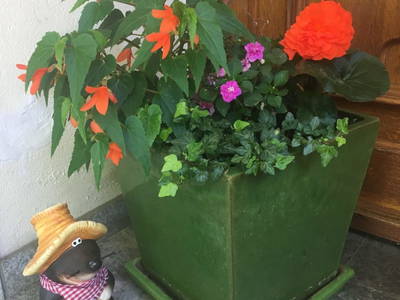 Bild 77 aus  Kollehof