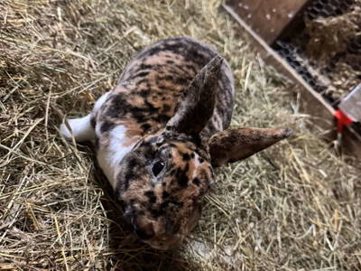 Bild 85 aus  Chalet Hochthron