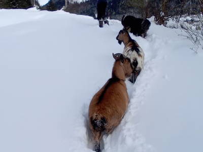 Bild 74 aus  Jagahütte