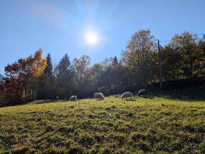 Bild 15 aus  Biohof Schott