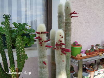 Bild 20 aus  Gästehaus Schlossblick