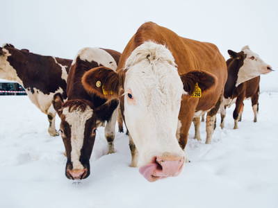 Bild 55 aus  Chalet Steinerner Meerblick