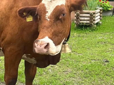 Bild 72 aus  Ascherhof