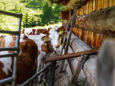 Bild 6 aus  Wansinghütte