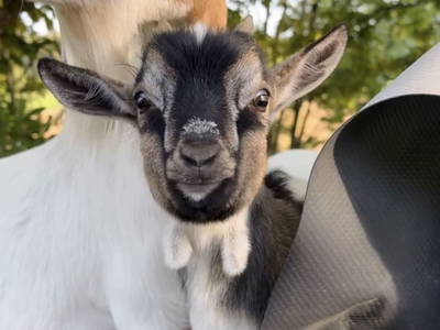 Bild 30 aus  MiklauTz Naturhof