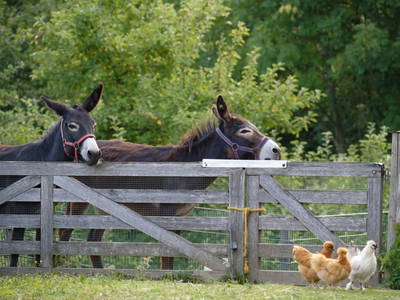 Bild 74 aus  Bauernhof Perhinig