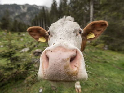 Bild 126 aus  Zillertaler Hofchalets Chalet E