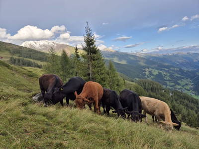 Bild 22 aus  Pichler Kasa