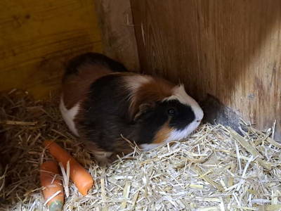 Bild 91 aus  Hartlgut