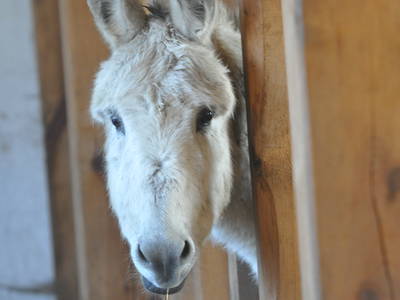 Bild 37 aus  LandSelection Rüsterhof
