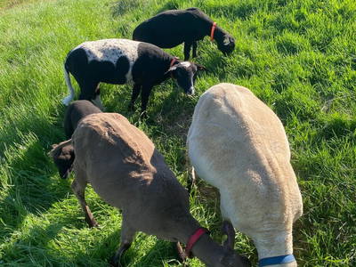 Bild 51 aus  Hof Gorbachen überm Bodensee