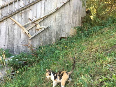 Bild 63 aus  Ferienwohnung Suntinger