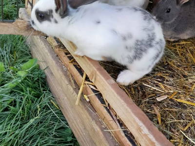 Bild 15 aus  Bio Bauernhof Öbrist