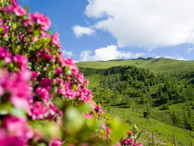 Bild 83 aus  Familienhotel-Gasthof Hinteregger