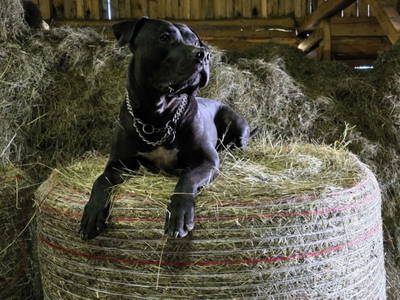 Bild 182 aus  Granbichlhof