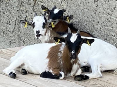 Bild 29 aus  Ferienhof Buchberger