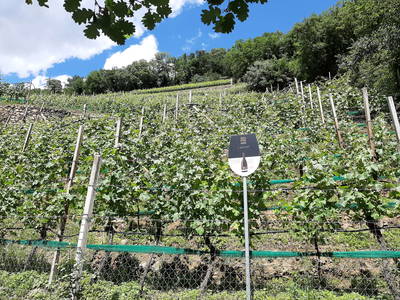 Bild 25 aus  Sittnerhof Meran - Tradition seit 1366 -  ein Kleinod in der Stadt - in der Kurstadt Meran.