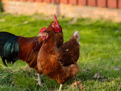 Bild 67 aus  Küstenhof Oldewurtel