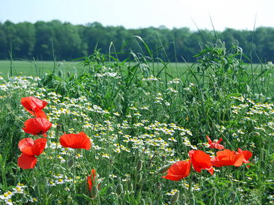 Bild 79 aus  Ahoi Ostsee:  Bauernhof und OstseeUrlaub - Ferienhof Becker in Dahme