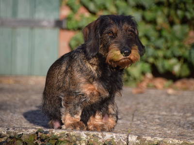 Bild 4 aus  Pension Eichenhof , Räderloh