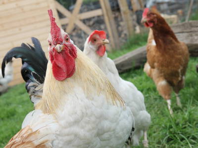 Bild 17 aus  Kaisers Hof - Urlaub auf dem Bauernhof