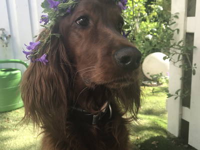 Bild 11 aus  Nübbelhof