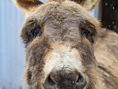 Bild 28 aus  Tannenhof