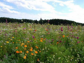 Bild 31 aus  Hof Kaltofen