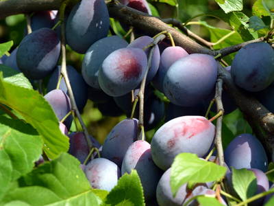 Bild 21 aus  Brunnenhof Hiss