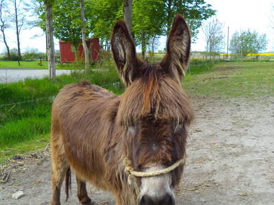 Bild 17 aus  Kleyhauers Ferienbauernhof