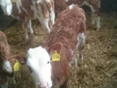 Bild 24 aus  Keilhof