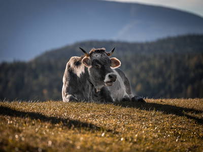 Bild 5 aus  Residence Waldrelax