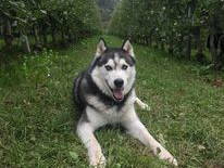 Bild 26 aus  Bachmannhof