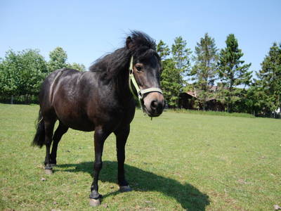 Bild 29 aus  Ahoi Ostsee:  Bauernhof und OstseeUrlaub - Ferienhof Becker in Dahme