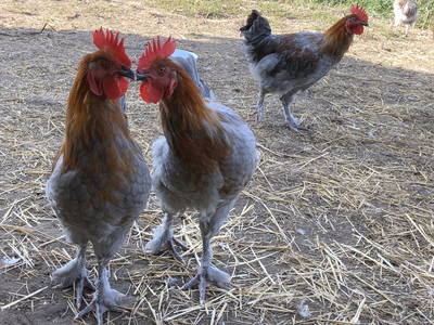 Bild 18 aus  Braunsberger Höfe