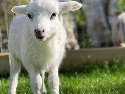 Bild 39 aus  Ferienhof Rauert