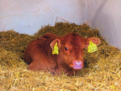 Bild 16 aus  Schmiedshof