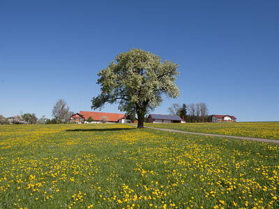 Bild 93 aus  Allgäu Bergferienhof