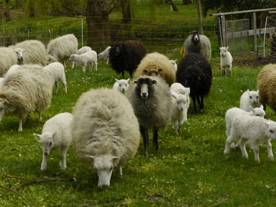 Bild 26 aus  Erlenhof im Oderbruch - Rund ums Schaf