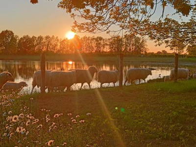 Bild 15 aus  Coproyshof am See