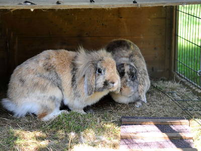 Bild 14 aus  Ferienhof Moyer