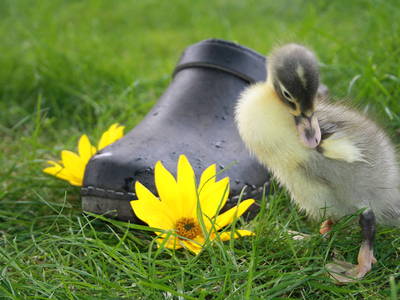 Bild 20 aus  Hof  Schmörholm Urlaubs- und Früchtehof