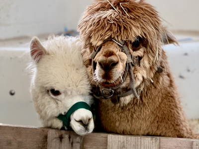 Bild 18 aus  Warfthof Wollatz - Nordseeurlaub mit Feinsinn